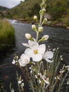 Image of Buddleja virgata L. fil.