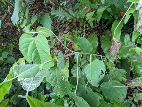 Image of Clerodendrum villosum Blume