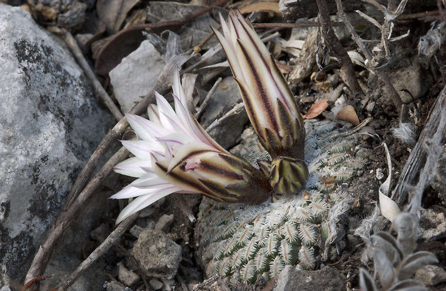 Image of Turbinicarpus pseudopectinatus (Backeb.) Glass & R. A. Foster