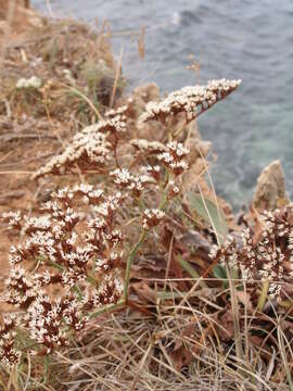 Image of Goniolimon dalmaticum (C. Presl) Rchb. fil.