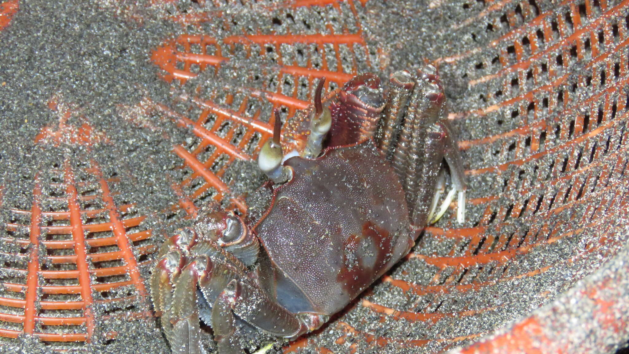 Image of Horned Ghost Crab