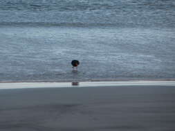 Image of Australian Pied Oystercatcher