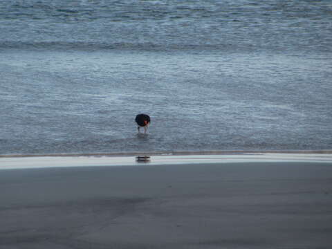 Image of Australian Pied Oystercatcher