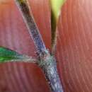 Imagem de Coprosma pedicellata Molly, P. J. Lange & B. D. Clarkson