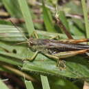 Image of Stauroderus scalaris scalaris (Fischer von Waldheim 1846)