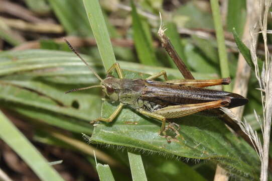 Image of Stauroderus scalaris scalaris (Fischer von Waldheim 1846)