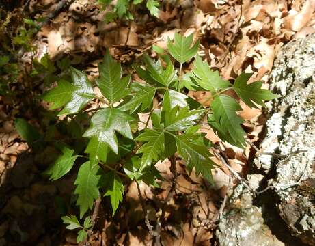 Image of eastern poison ivy