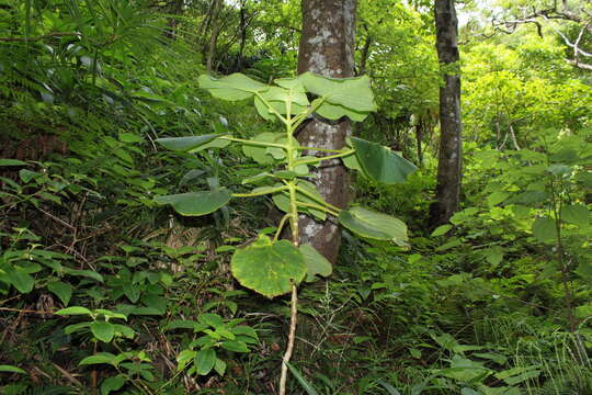 Image of heartleaf cyrtandra