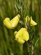 Image of Aspalathus uniflora L.