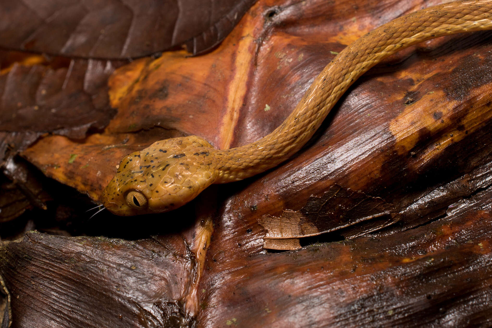 Image of Western Tree Snake