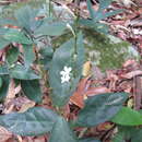 Image of Pseuderanthemum corcovadense (Regel) Lindau