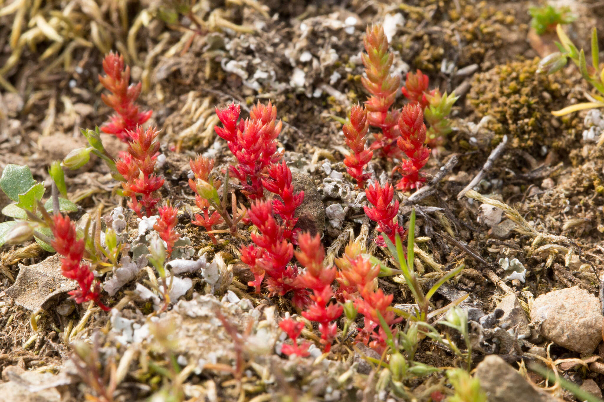 Image of sand pygmyweed