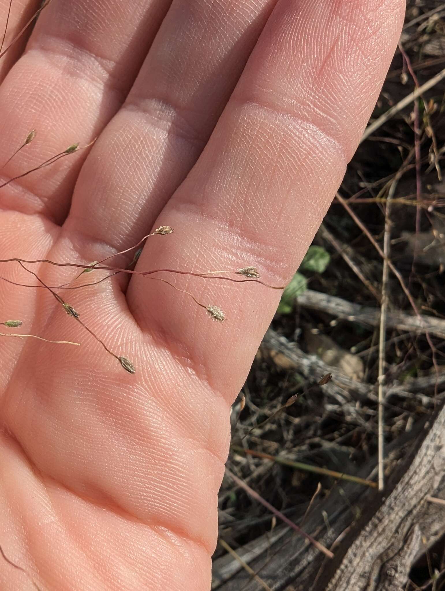 Image of Carolina crabgrass