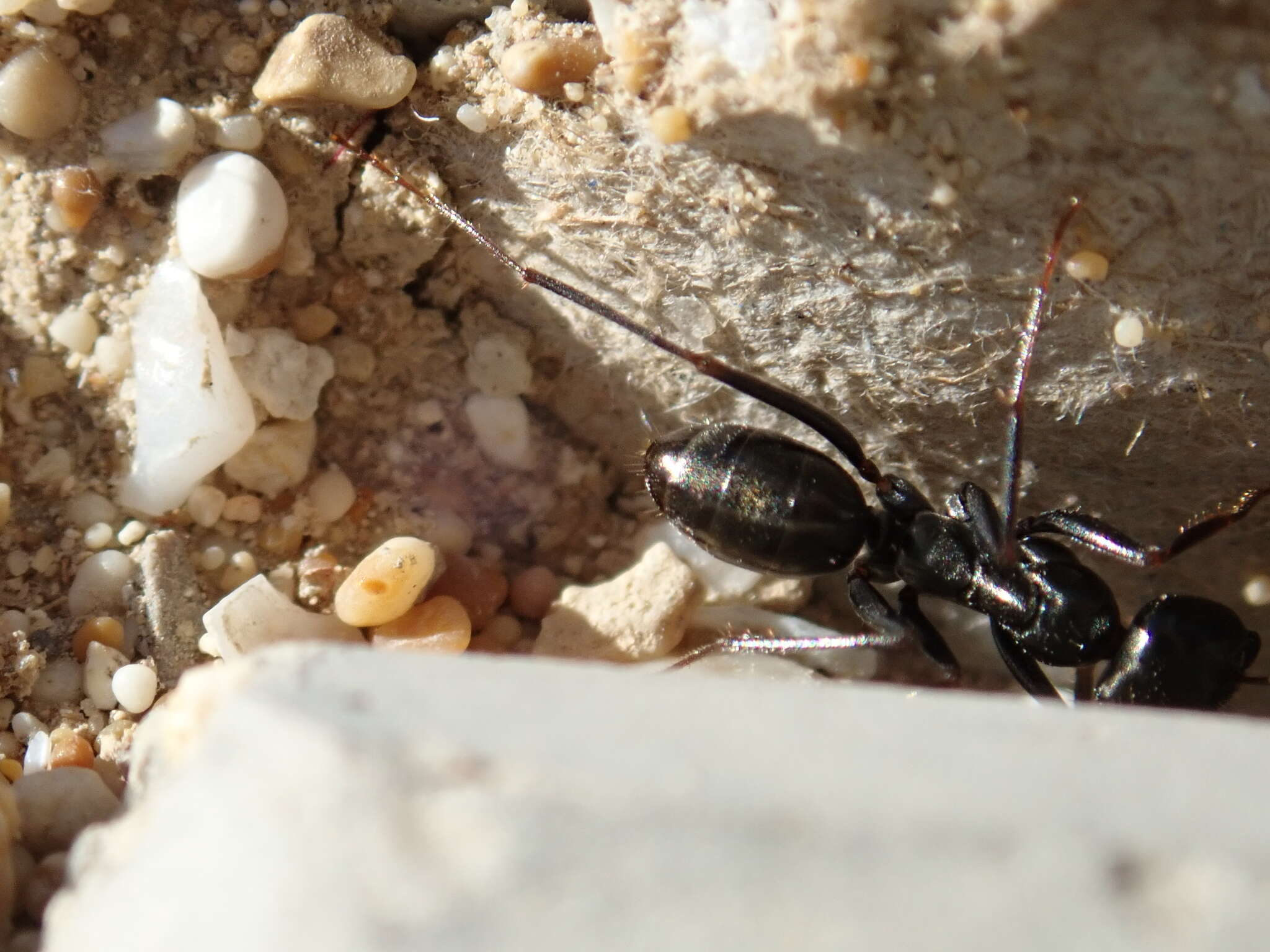 Image de Cataglyphis aenescens (Nylander 1849)