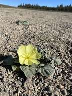 Imagem de Oenothera xylocarpa Coville