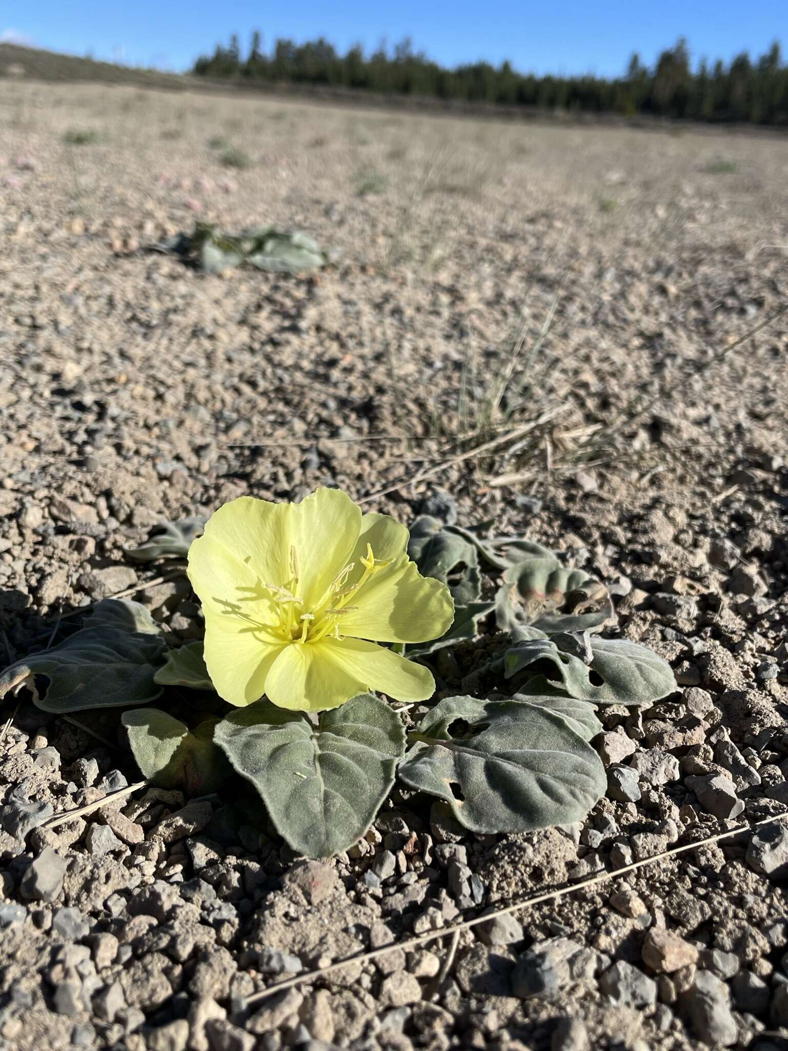 Imagem de Oenothera xylocarpa Coville