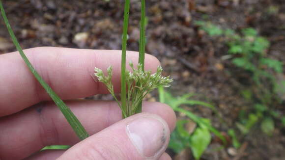 Image of Luzula luzuloides subsp. luzuloides