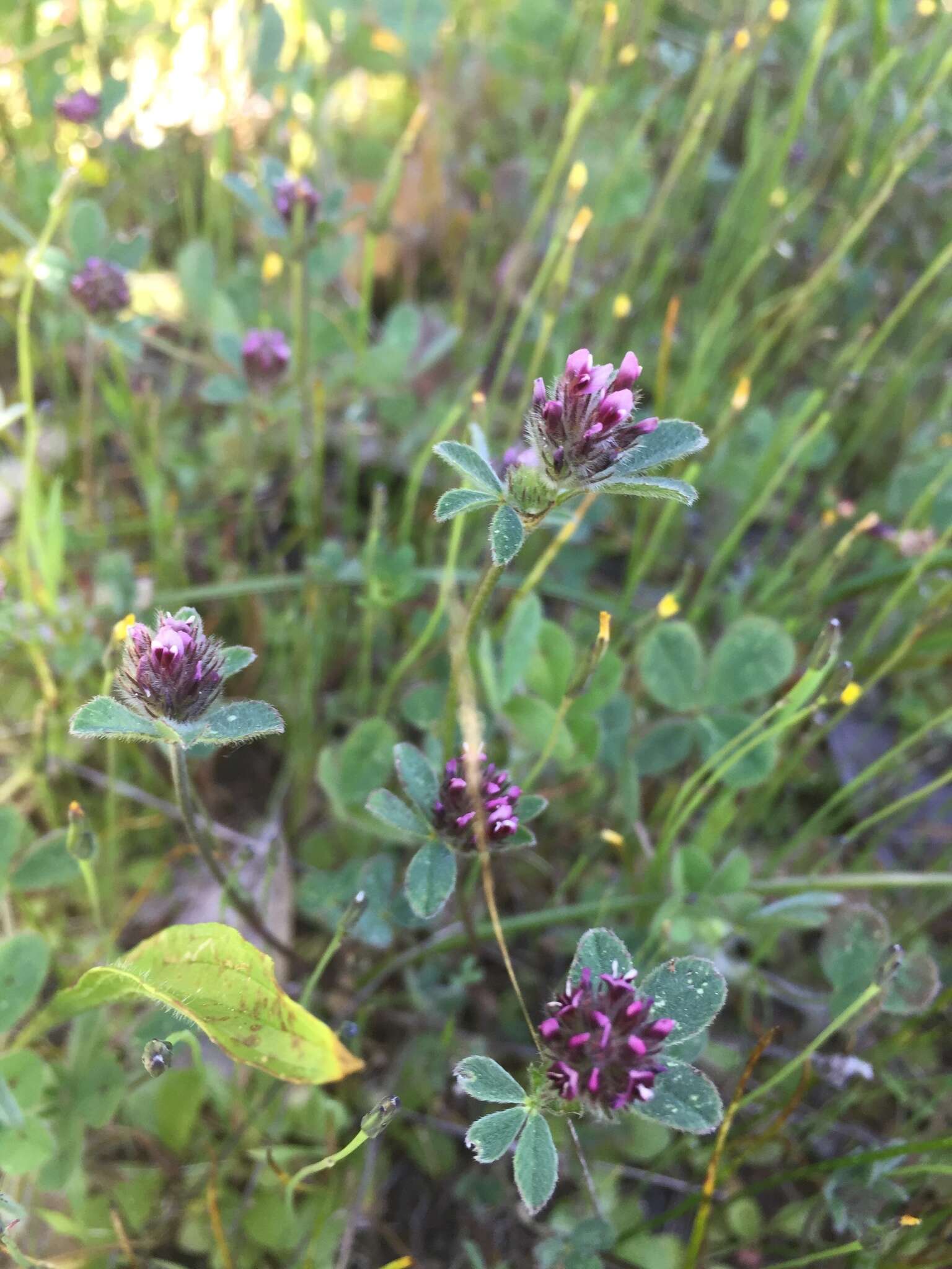 Image of Chilean clover