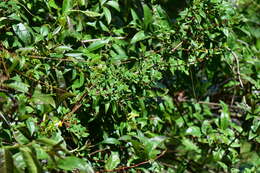 Plancia ëd Hypericum calcicola Standl. & Steyerm.