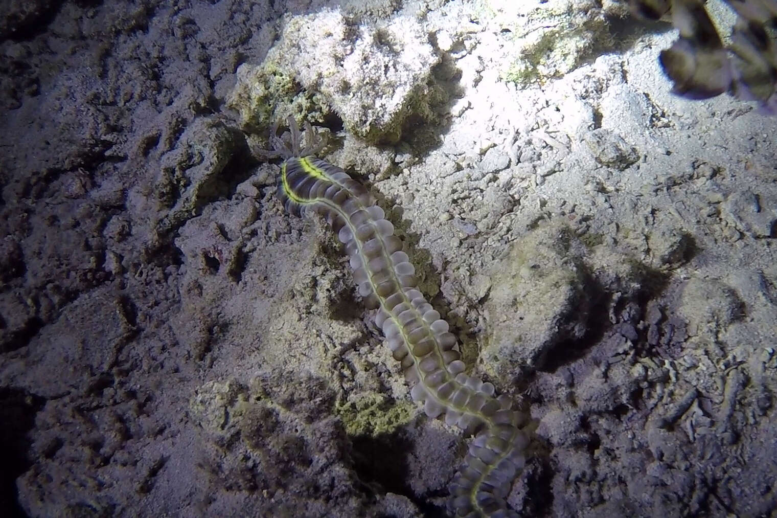 Image of Lion's Paw Sea Cucumber