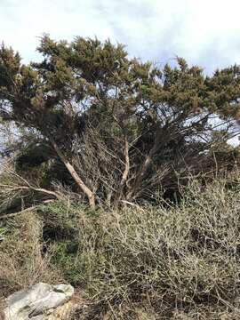 Juniperus virginiana var. silicicola (Small) E. Murray的圖片