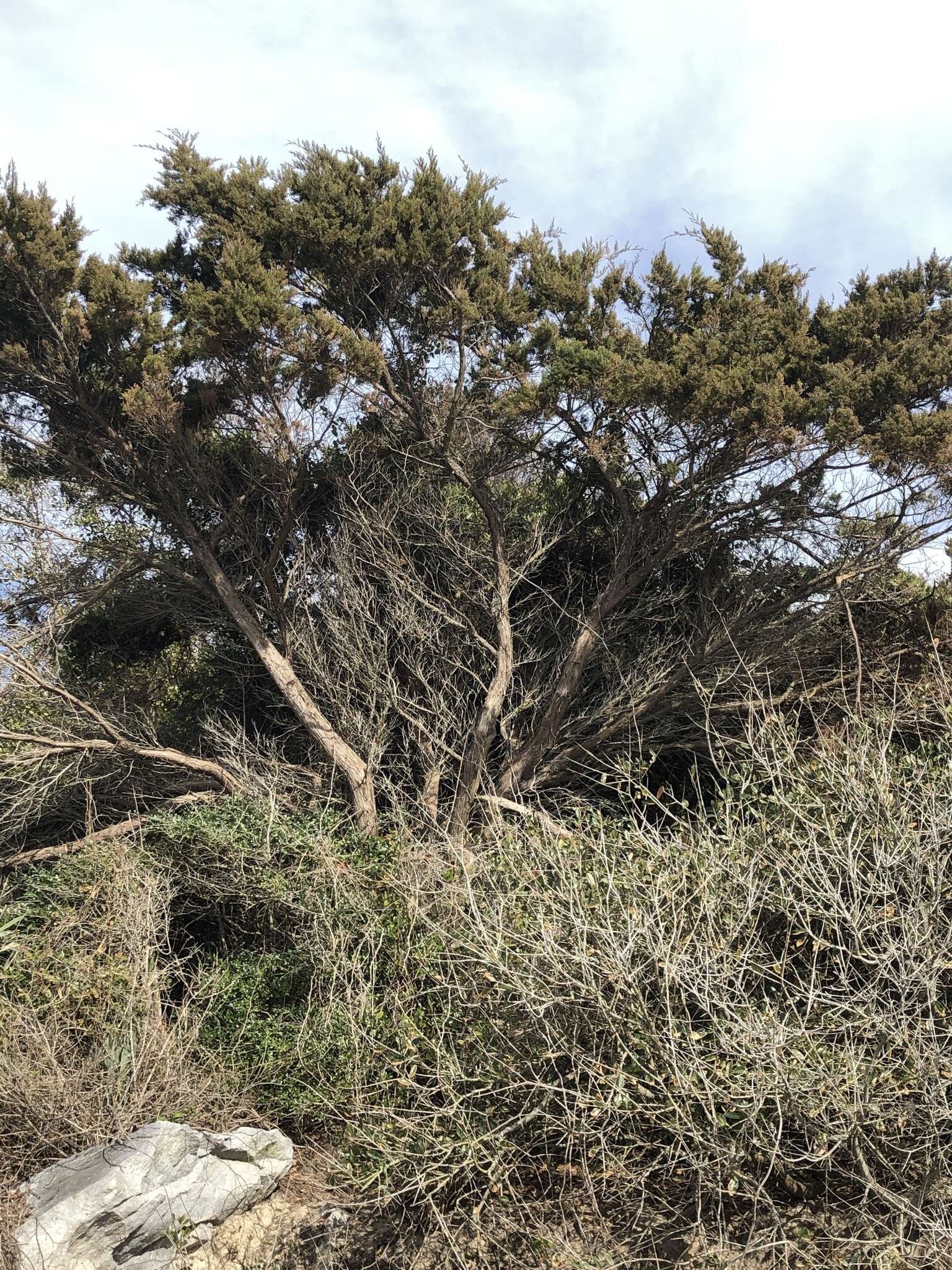 Слика од Juniperus virginiana var. silicicola (Small) E. Murray