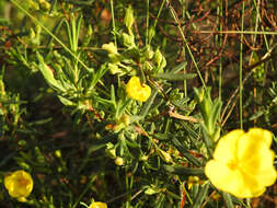 Image of Yellow Rock Rose