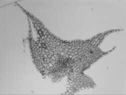 Image of Cryptolophocolea pallida (Mitt.) L. Söderstr.