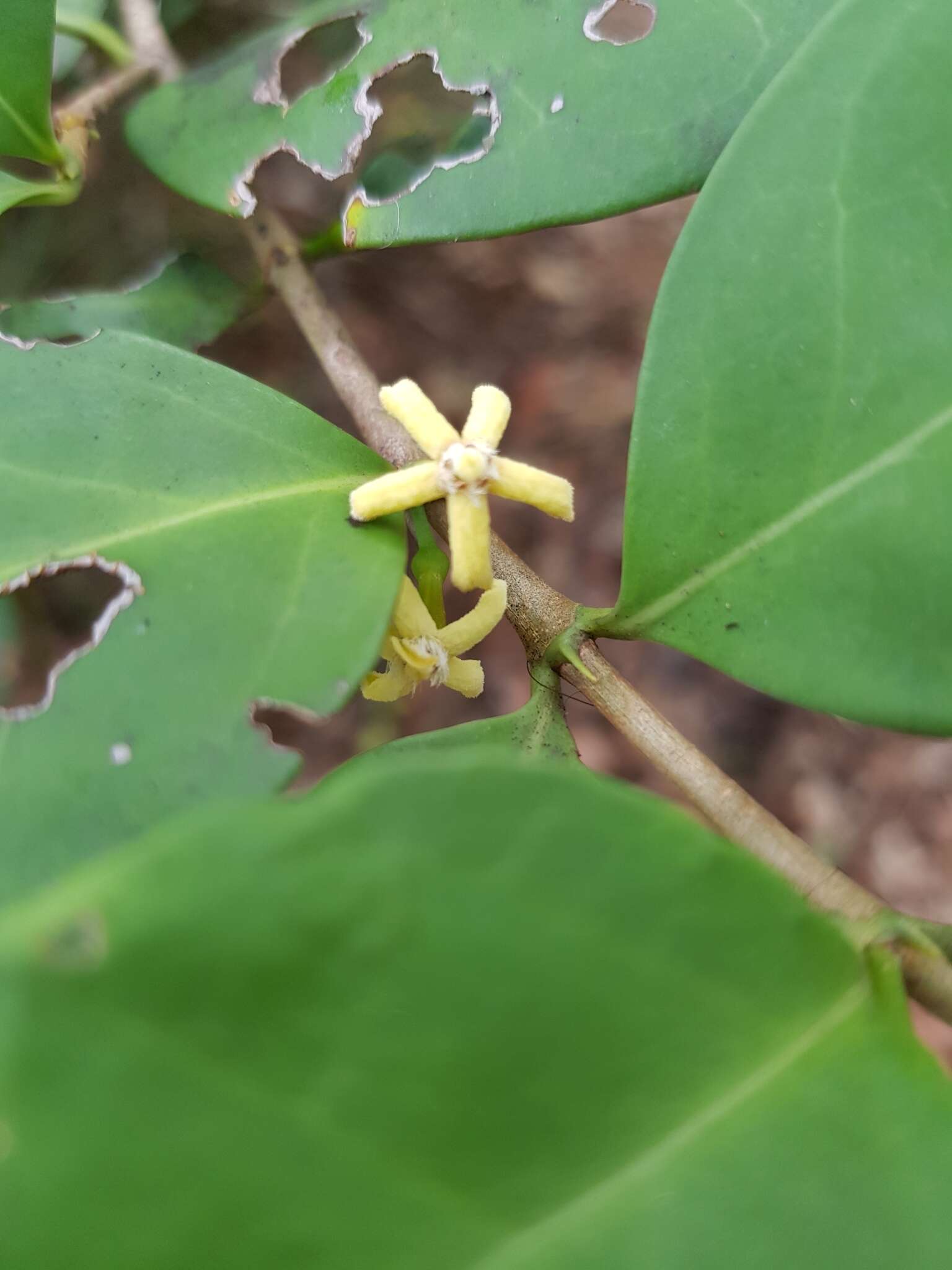 Image of Cyclophyllum coprosmoides (F. Muell.) S. T. Reynolds & R. J. F. Hend.