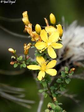 Image of Hypericum thymifolium Banks & Sol.