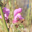 Image of Antirrhinum tortuosum Bosc ex Vent.