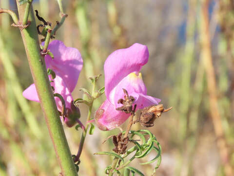 Image of Antirrhinum tortuosum Bosc ex Vent.