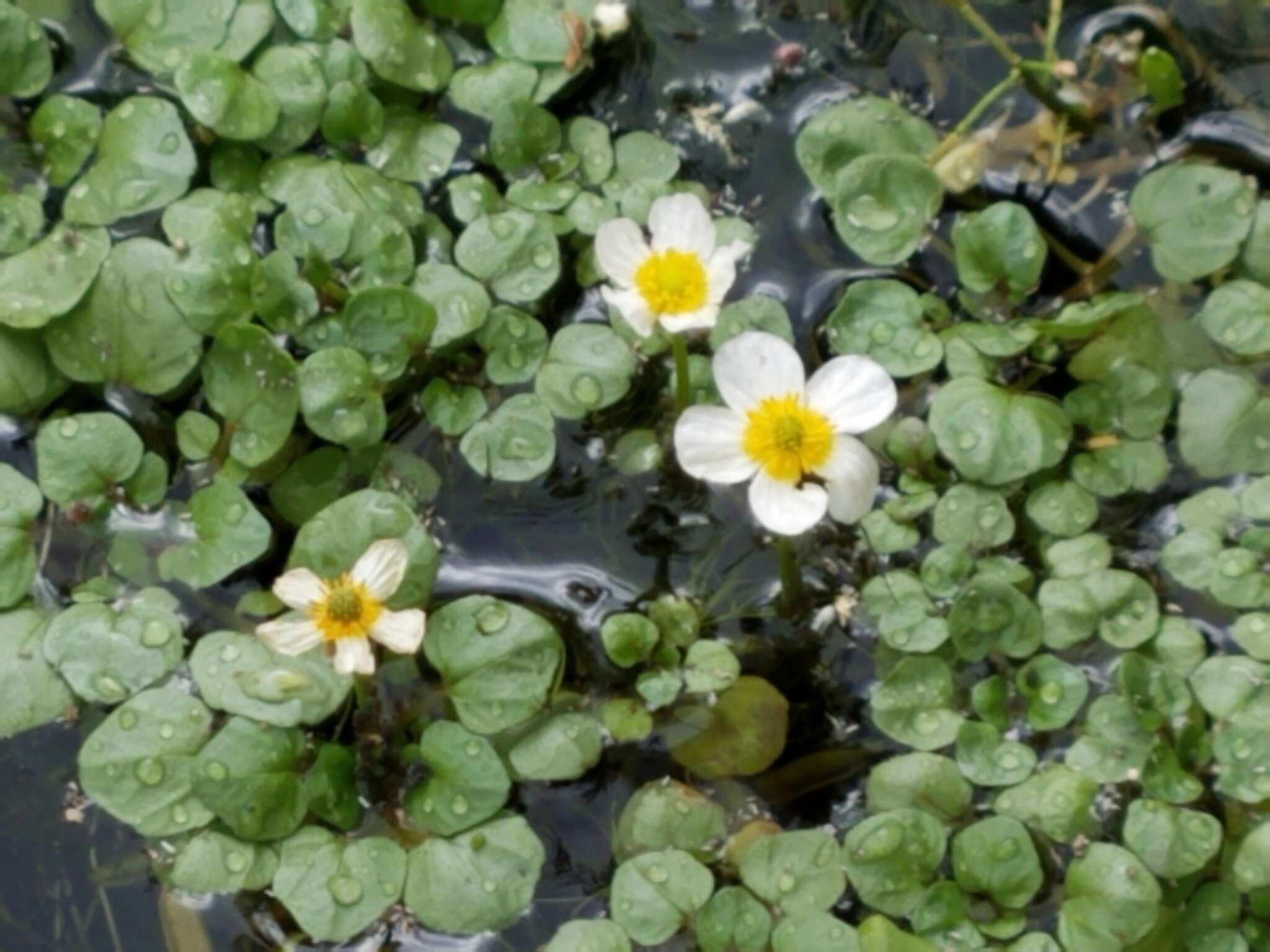 Image of aquatic buttercup