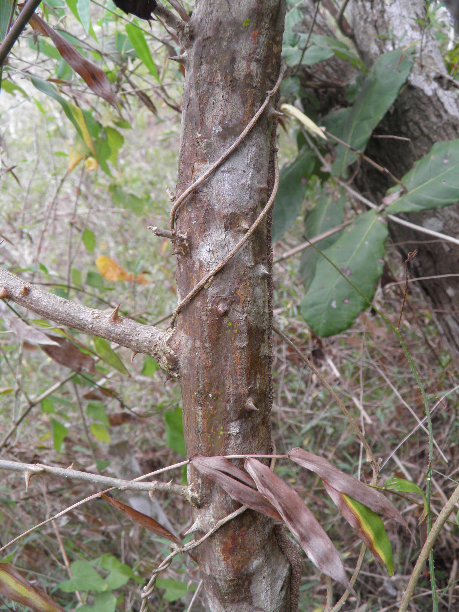 Imagem de Erythrina lanata Rose