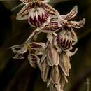 Image of Epidendrum marmoratum A. Rich. & Galeotti