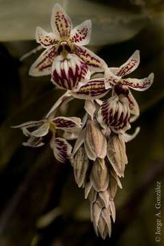 Image of Epidendrum marmoratum A. Rich. & Galeotti