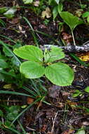 Image of Chloranthus quadrifolius (A. Gray) H. Ohba & S. Akiyama