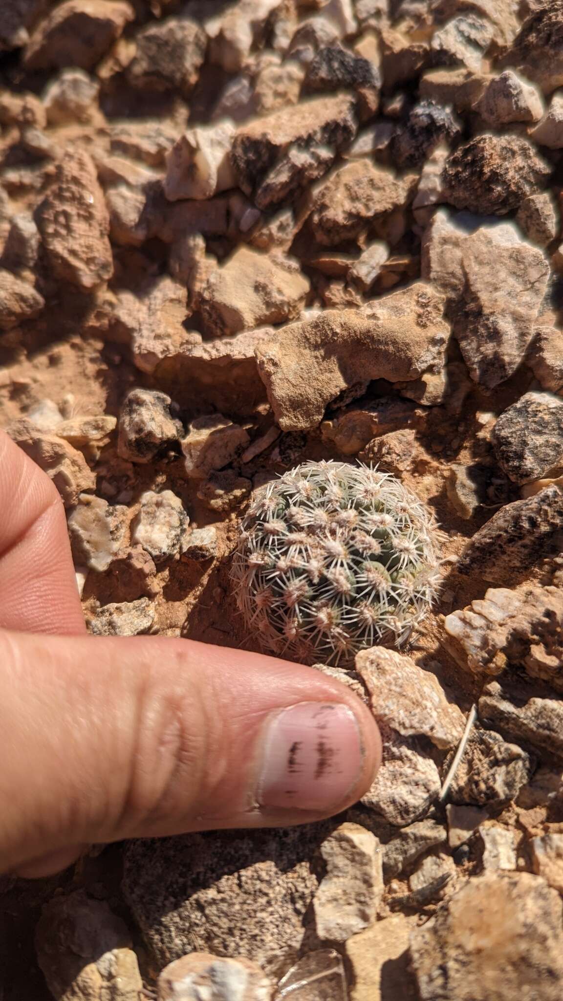 Image of Brady's Hedgehog Cactus