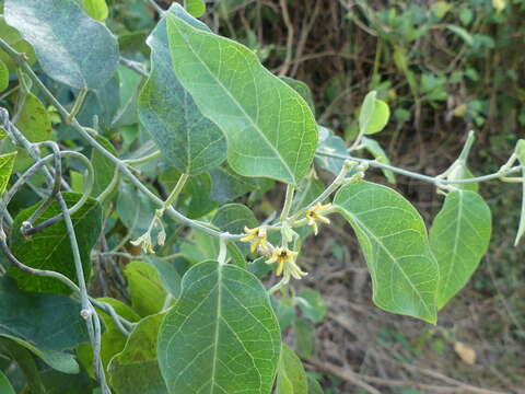 Image of Leptadenia madagascariensis Decne.