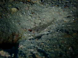 Fusigobius signipinnis Hoese & Obika 1988 resmi