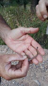 Image of Yaqui Blackhead Snake