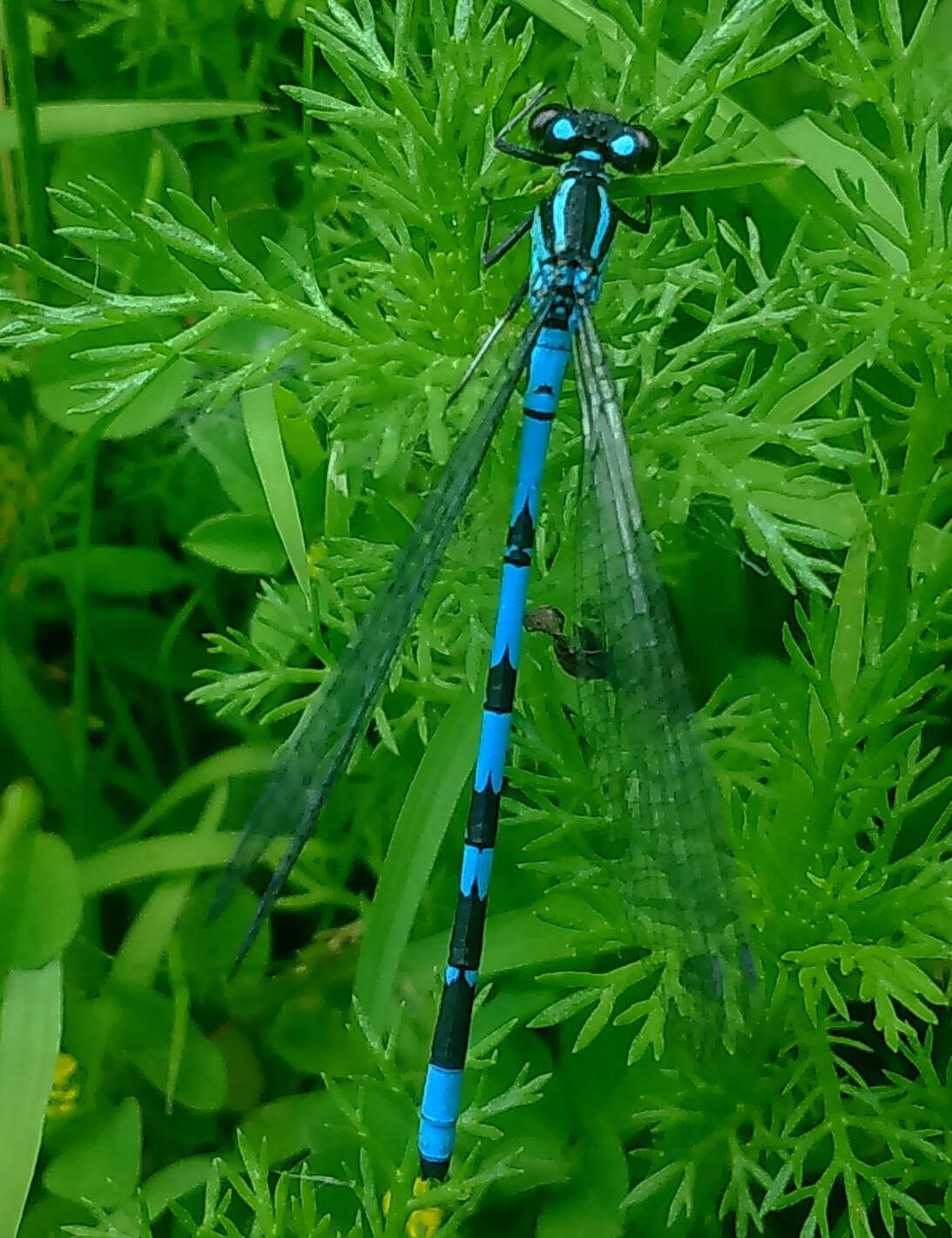 Image of Siberian Bluet