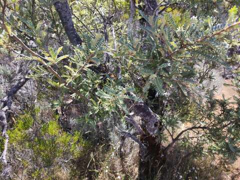 Image of Sophora denudata Bory