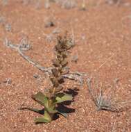 Image of Lachenalia valeriae G. D. Duncan