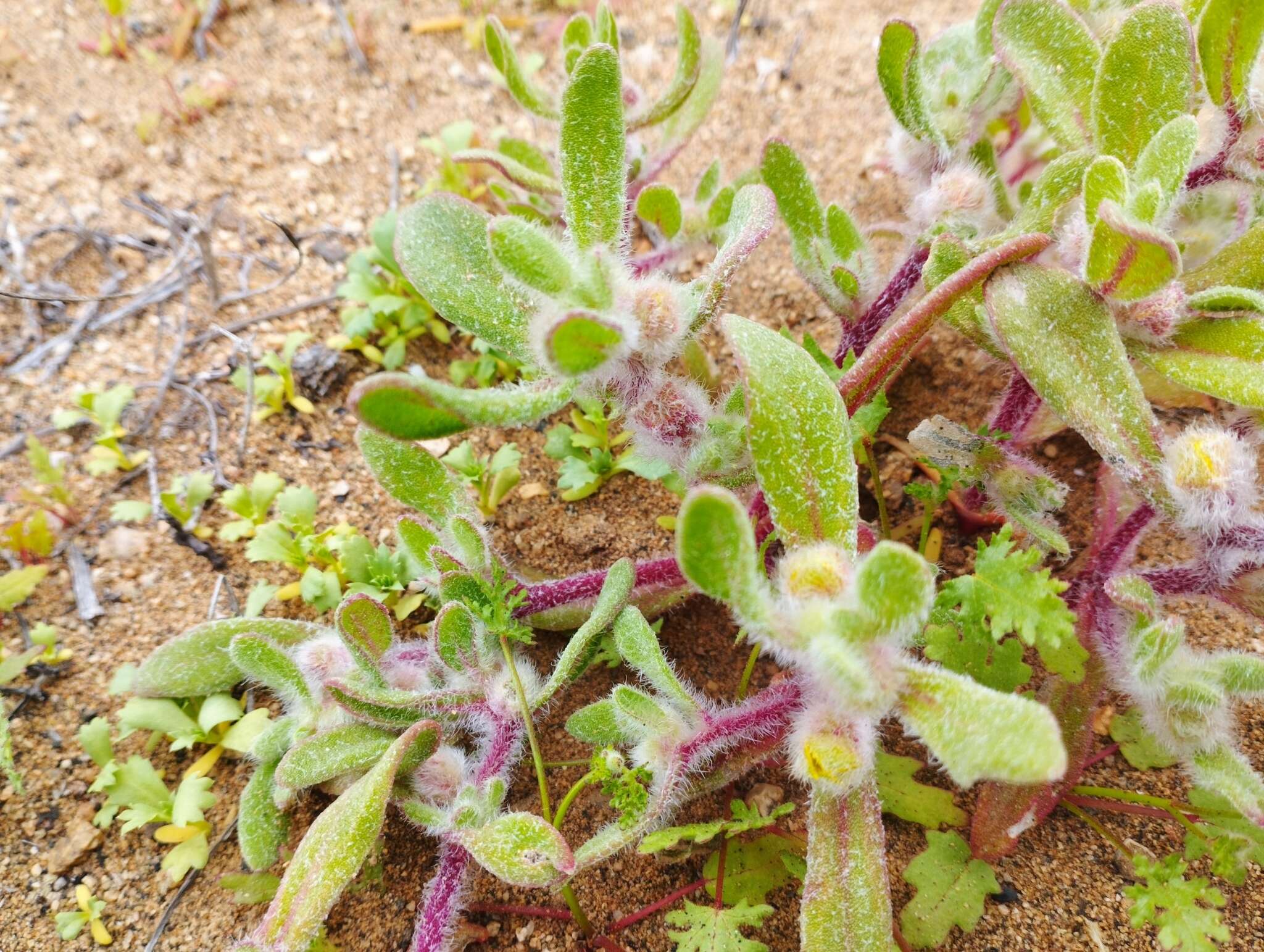 Image of Tetragonia pedunculata Phil.