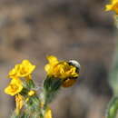 Sivun Eucera amsinckiae (Timberlake 1969) kuva