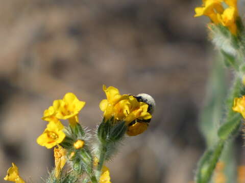 Image of Eucera amsinckiae (Timberlake 1969)