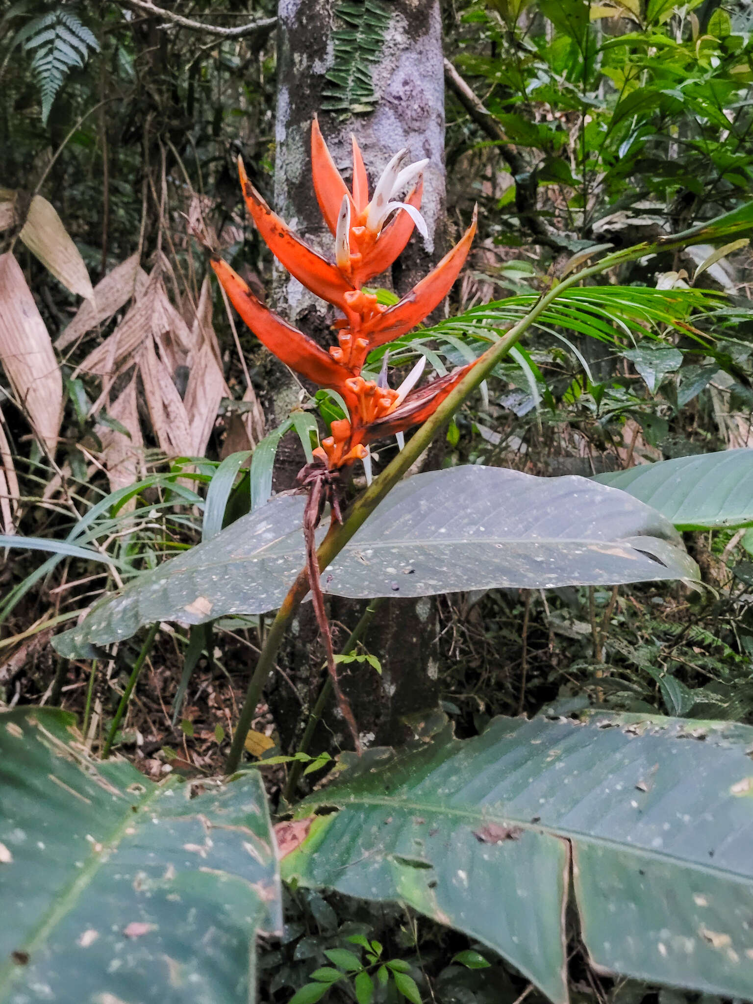 Image of Heliconia angusta Vell.