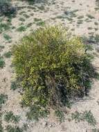 Image of turpentinebroom