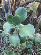 Imagem de Cotyledon orbiculata var. oblonga (Haw.) DC.